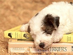 Clancy, Wirehaired Fox Terrier